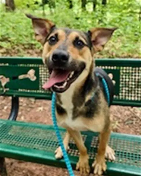 Gary - German Shepherd Dog