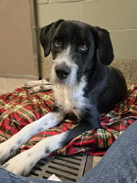 Peru - German Wirehaired Pointer