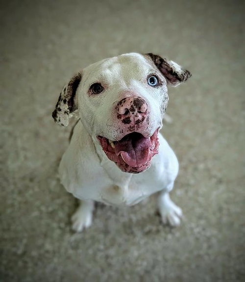 RUBIX, an adoptable American Bulldog in Clyde, NC