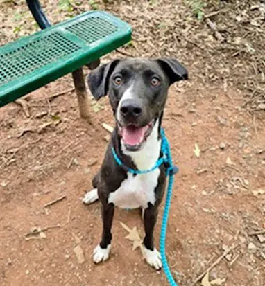 Dix - Plott Hound
