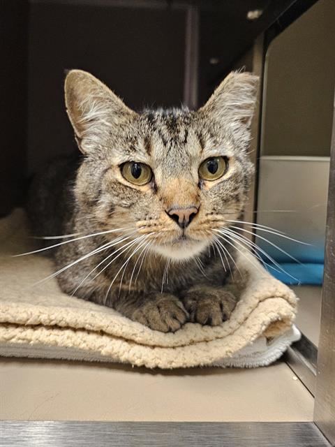 FITCH, an adoptable Domestic Short Hair in Clyde, NC
