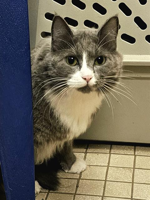 ALLOY, an adoptable Domestic Long Hair in Clyde, NC