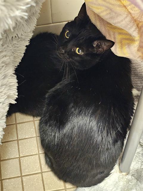 SCELA, an adoptable Domestic Short Hair in Clyde, NC