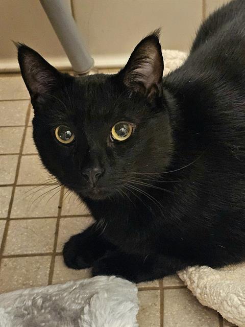 SESCA, an adoptable Domestic Short Hair in Clyde, NC