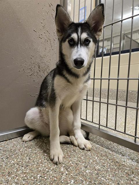MOONA, an adoptable Siberian Husky in Clyde, NC