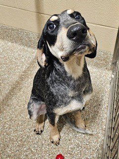 2 SECOND TED, an adoptable Bluetick Coonhound in Clyde, NC