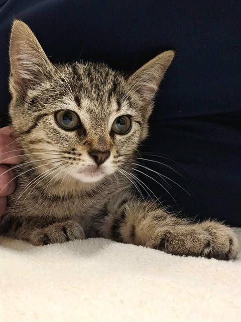 WYNONA, an adoptable Domestic Short Hair in Clyde, NC