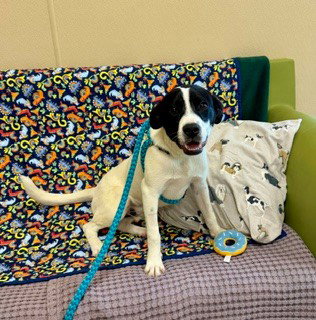 PARKER, an adoptable English Pointer in Clyde, NC