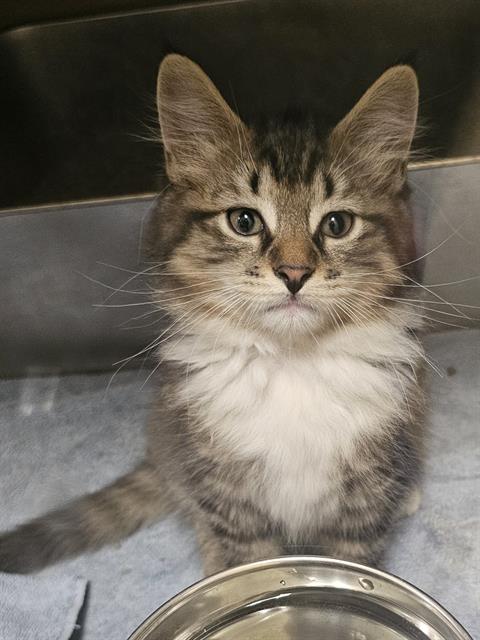 EEYORE, an adoptable Domestic Medium Hair in Clyde, NC