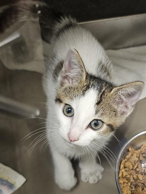 DOMINO, an adoptable Domestic Short Hair in Clyde, NC