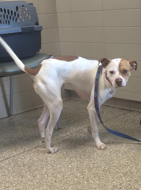 ABBIE, an adoptable Feist in Clyde, NC