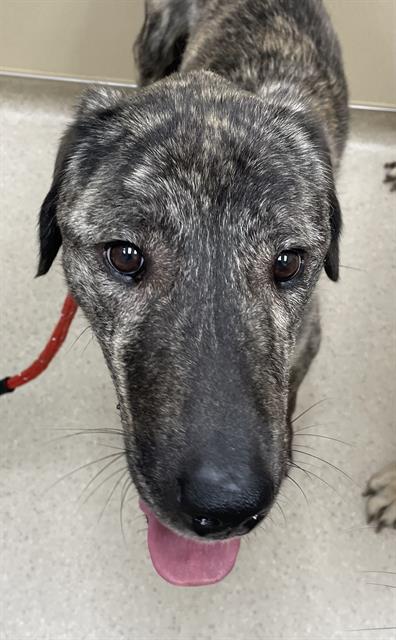 MOXY, an adoptable Anatolian Shepherd in Clyde, NC