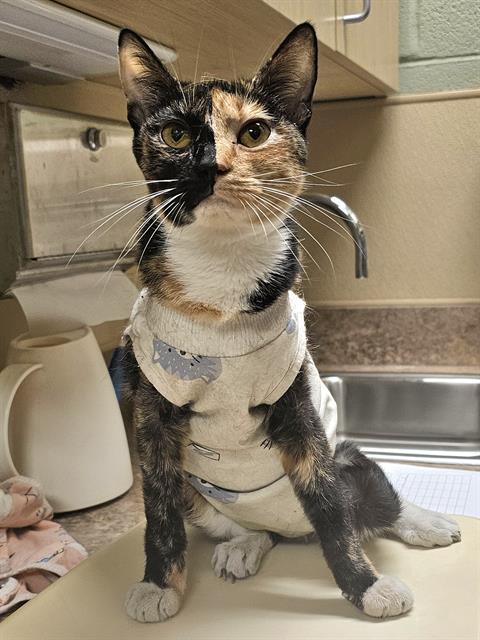 CAT FISH