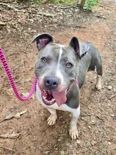 Deja Vu - Pit Bull Terrier
