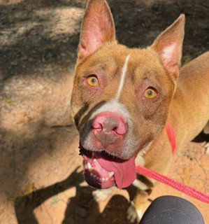 picture of the dog needing adoption