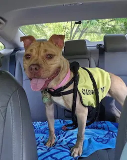 Lyn - American Pit Bull Terrier