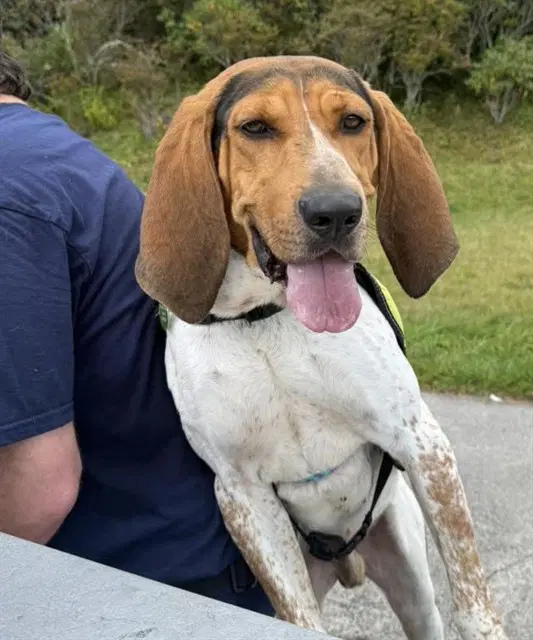 Barktholemew - Treeing Walker Coonhound