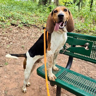 picture of the dog needing adoption