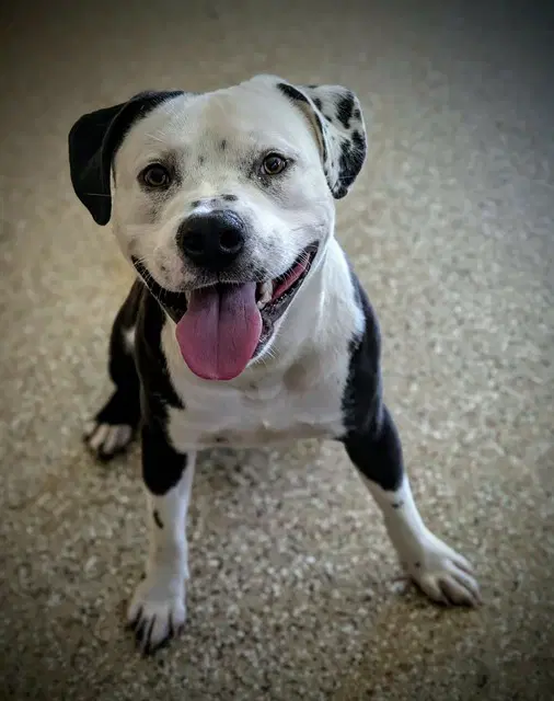 Mahomes - American Bulldog