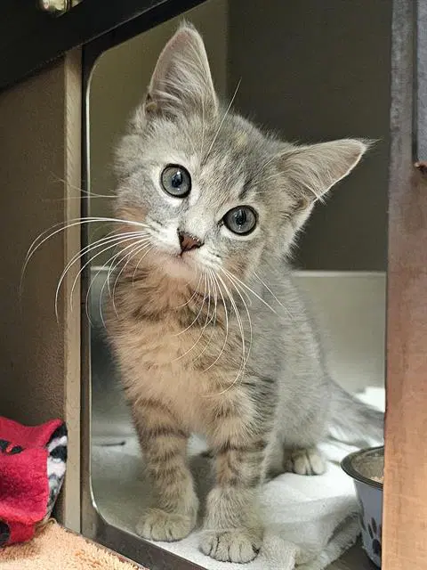Dior - Domestic Medium Hair