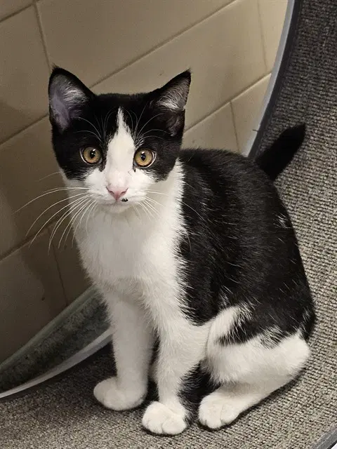 Rustin - Domestic Short Hair