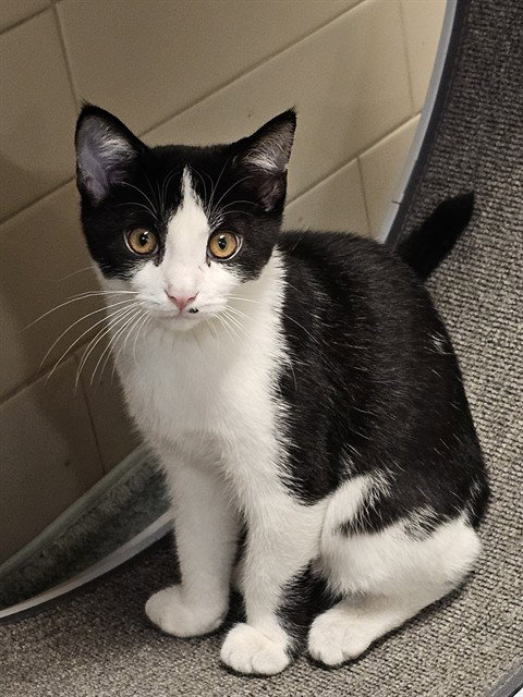 picture of the cat needing adoption