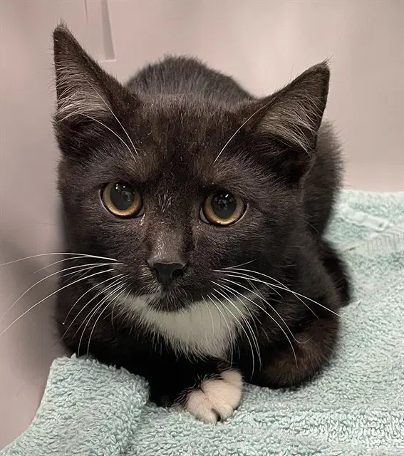 Wolverine - Domestic Short Hair