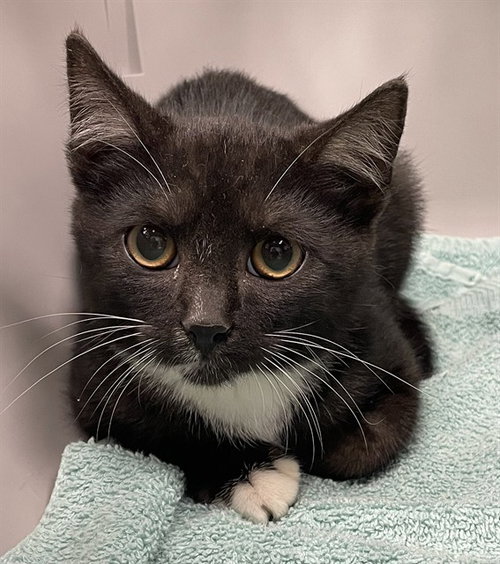 picture of the cat needing adoption