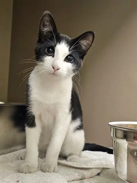 Bandit - Domestic Short Hair