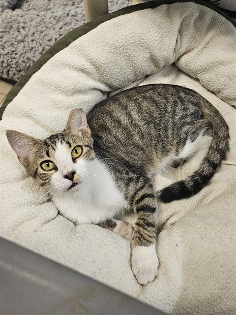 picture of the cat needing adoption