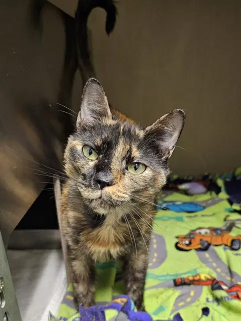Guppy - Domestic Short Hair