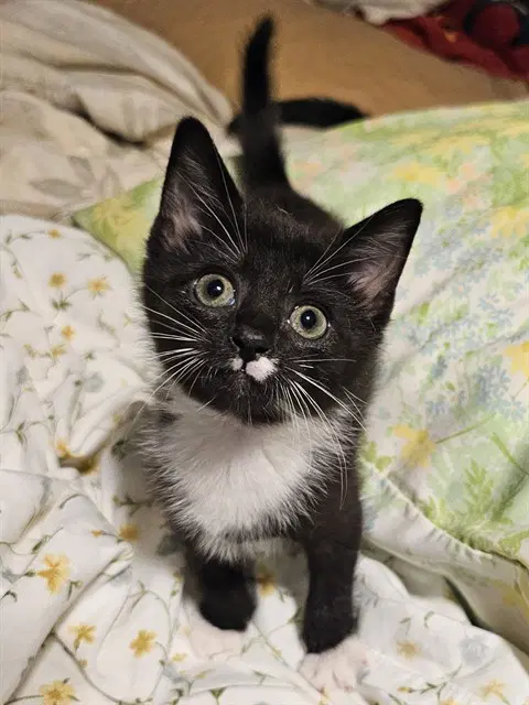 Swiss Roll - Domestic Short Hair