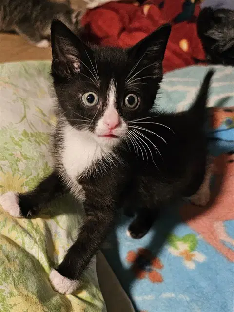 Cosmic Brownie - Domestic Short Hair