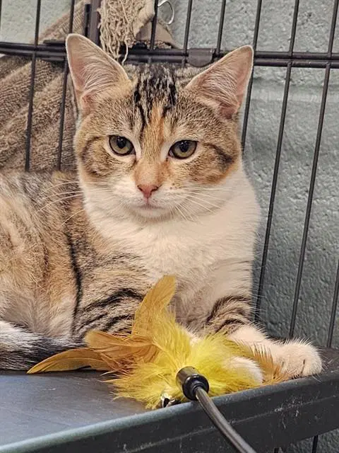 Amberveil - Domestic Short Hair