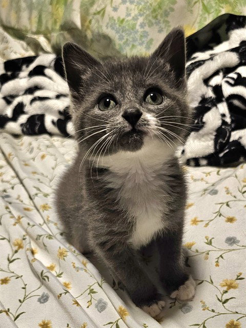 picture of the cat needing adoption