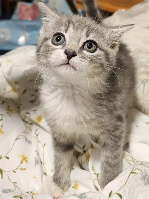 Oatmeal Cream Pie - Domestic Short Hair