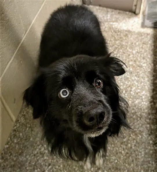 Mason - Australian Shepherd