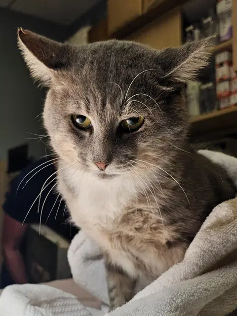Tex - Domestic Short Hair