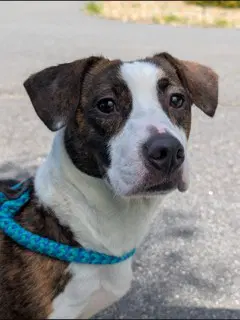 Fiji - Basset Hound