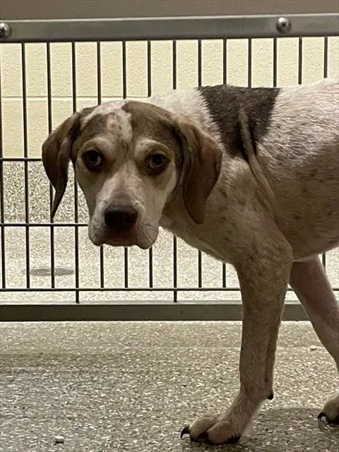 Haze - Treeing Walker Coonhound
