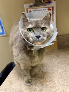 Kylie - Domestic Medium Hair