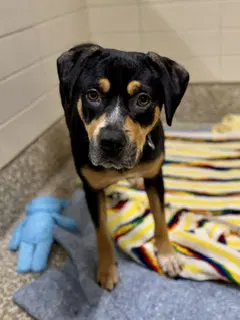 Eleanor - Black and Tan Coonhound