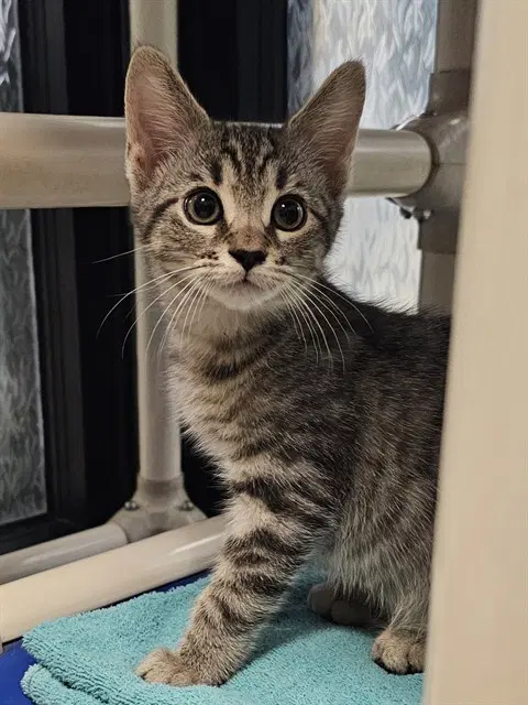 Scooter - Domestic Short Hair