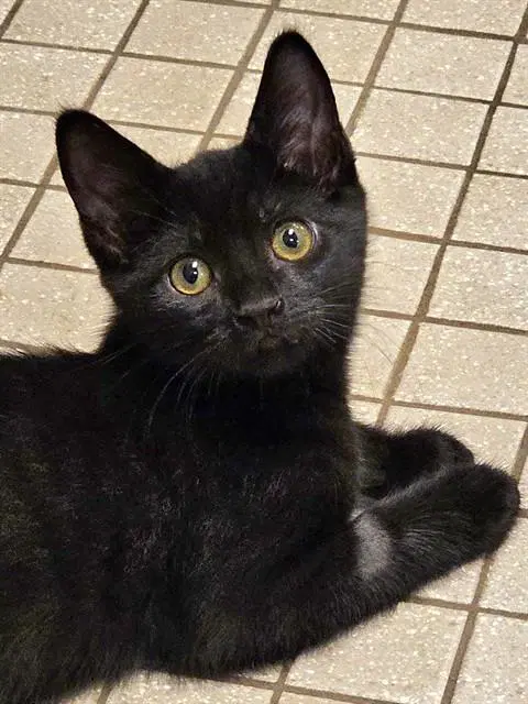 Tooter - Domestic Short Hair