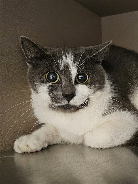 BANJO