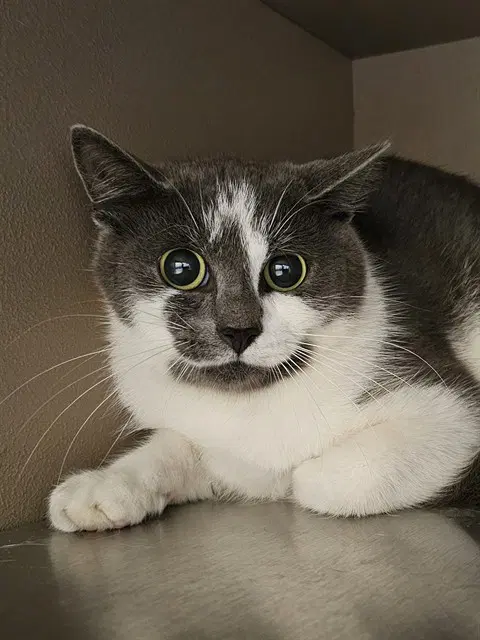 Banjo - Domestic Short Hair