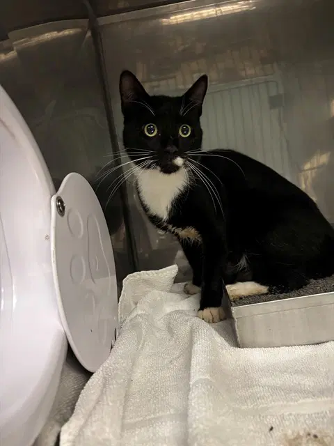Cowboy - Domestic Short Hair