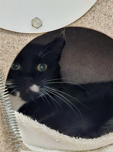 Cowboy - Domestic Short Hair