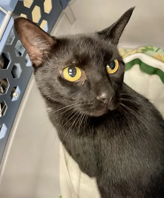 Birdie - Domestic Short Hair