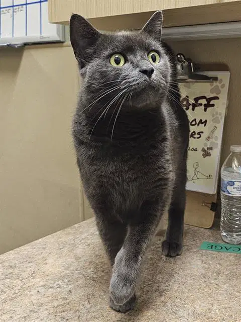 Tinman - Domestic Short Hair